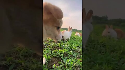 The happiness of small animals is so simple. Cute pet debut plan. Rabbit. Pastoral cute pet