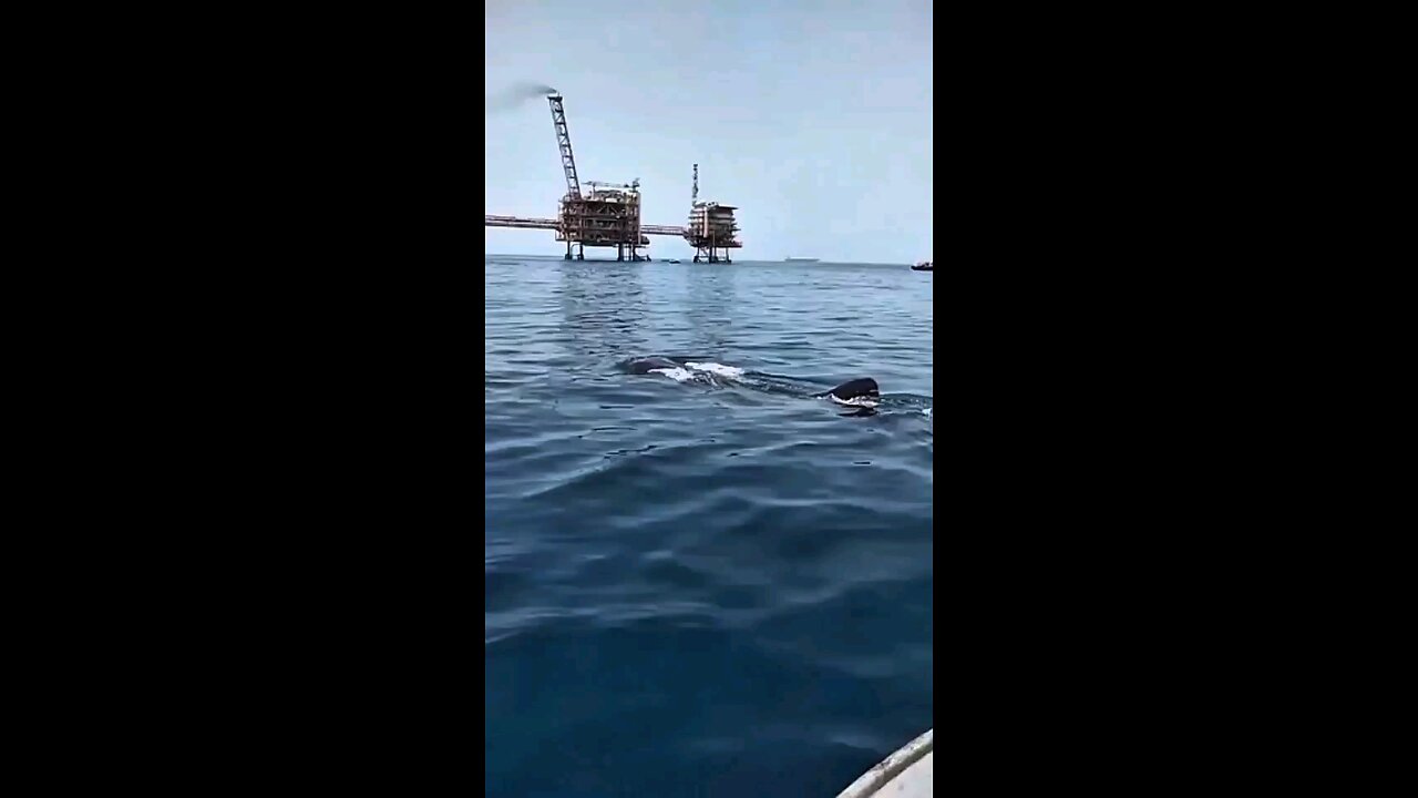 whale for Abadan very scray and cool