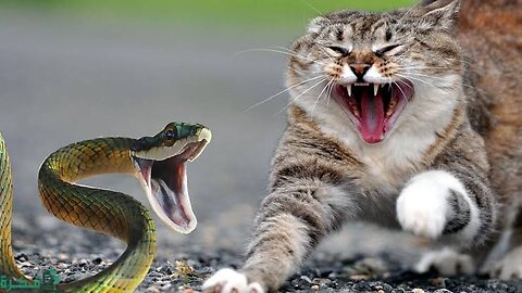 Urgent witness: a cat 🐈 fights a snake🐍 to death