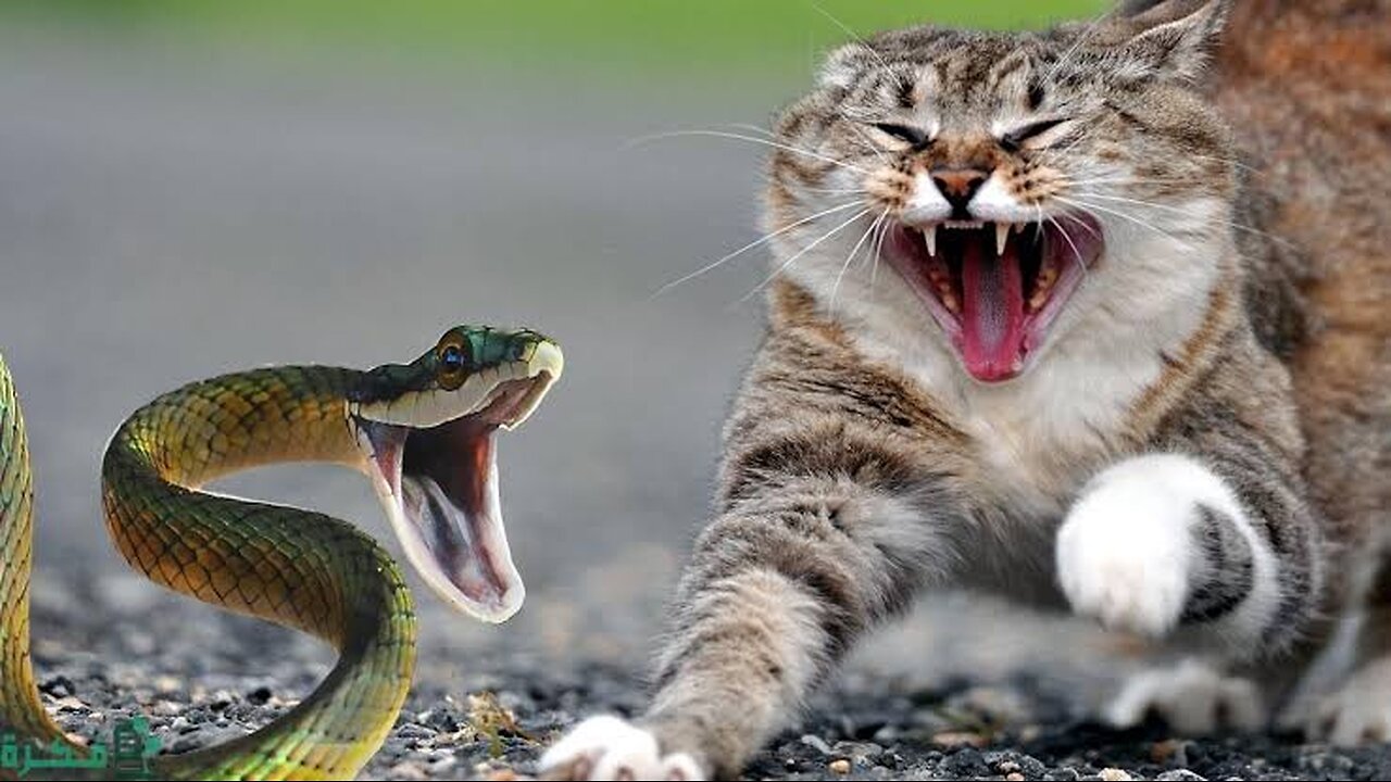 Urgent witness: a cat 🐈 fights a snake🐍 to death