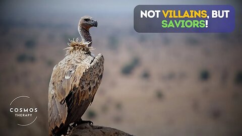 Vultures | Deadly Looking but Life Saving!