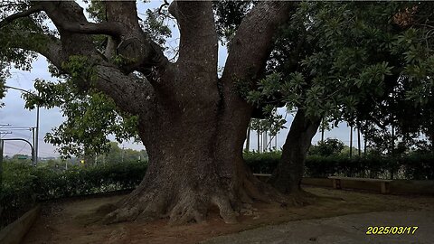 25_0317Estratto 中彰投