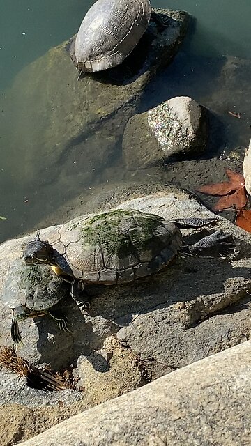 Red-Eared Slider Turtles 🐢 #redearedslider #followme #shorts #viral #trending #turtles #turtle