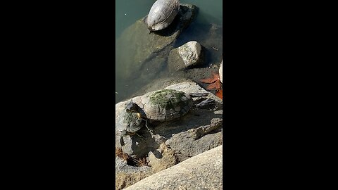 Red-Eared Slider Turtles 🐢 #redearedslider #followme #shorts #viral #trending #turtles #turtle