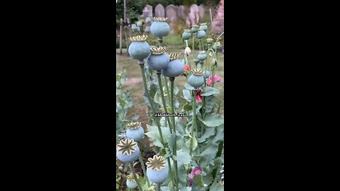 opium farm