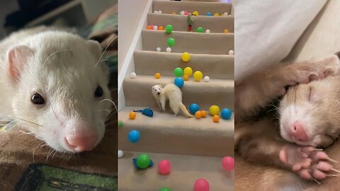 Compilation Of Really Cute Ferrets