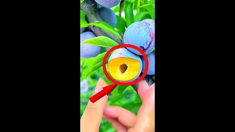 What are the BEST Fruits for your Health
