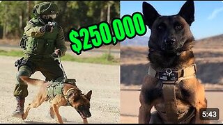 This is What a $250,000 Elite Protection Dog Looks like! trained K9 Dogs