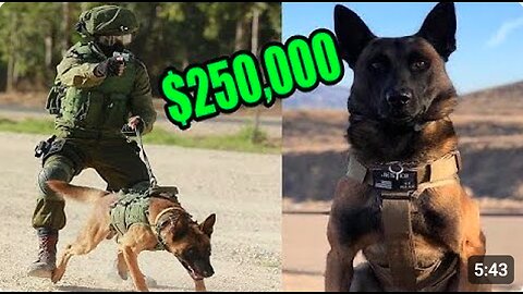 This is What a $250,000 Elite Protection Dog Looks like! trained K9 Dogs