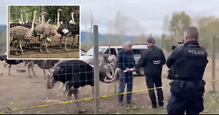 BREAKING: Watch live as RCMP, feds move onto Universal Ostrich farms for cull