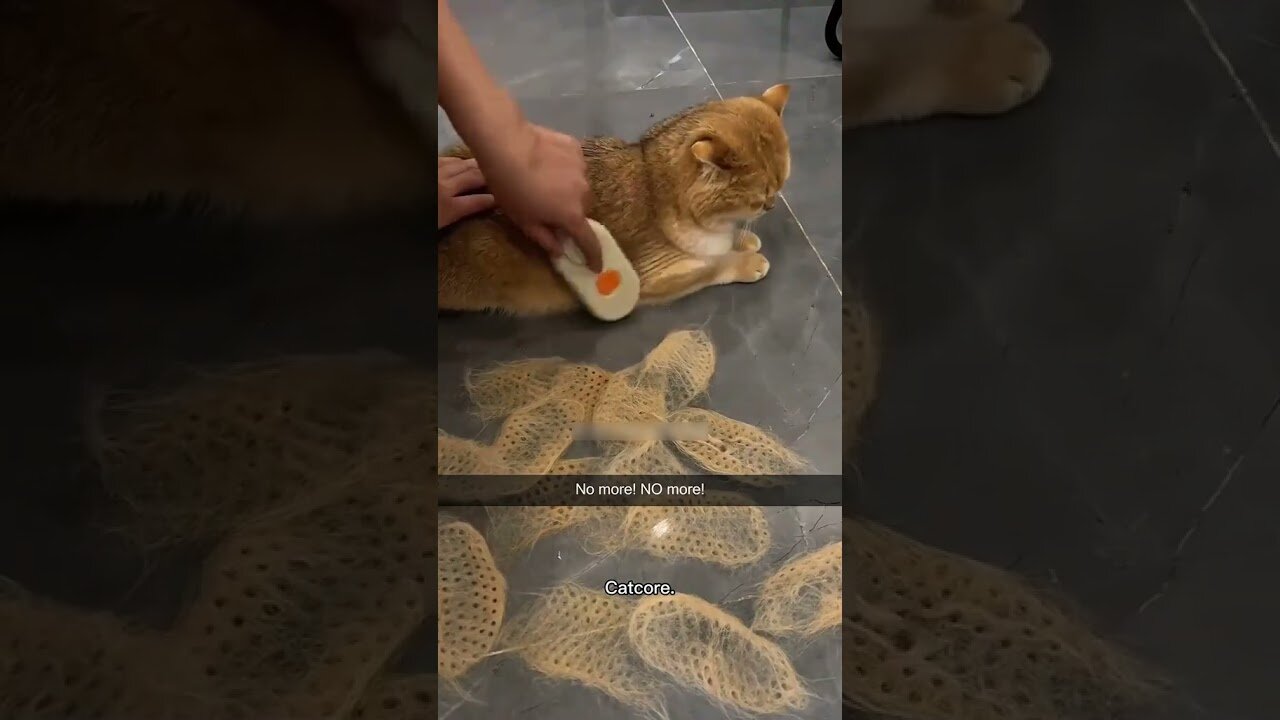 funny animals