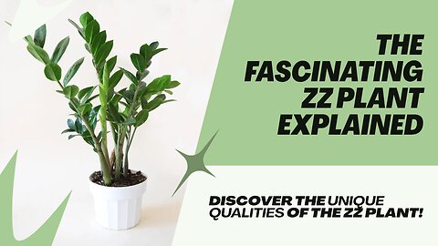 The Fascinating Zamioculcas Zamiifolia plant Explained Explained