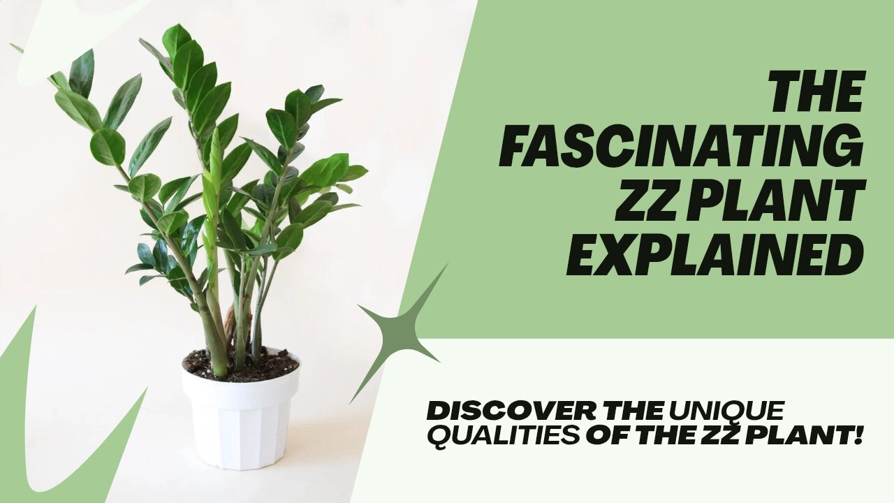 The Fascinating Zamioculcas Zamiifolia plant Explained Explained