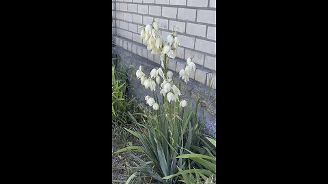 Yucca filamentosa