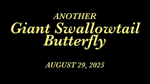 Another Giant Swallowtail Butterfly 2025