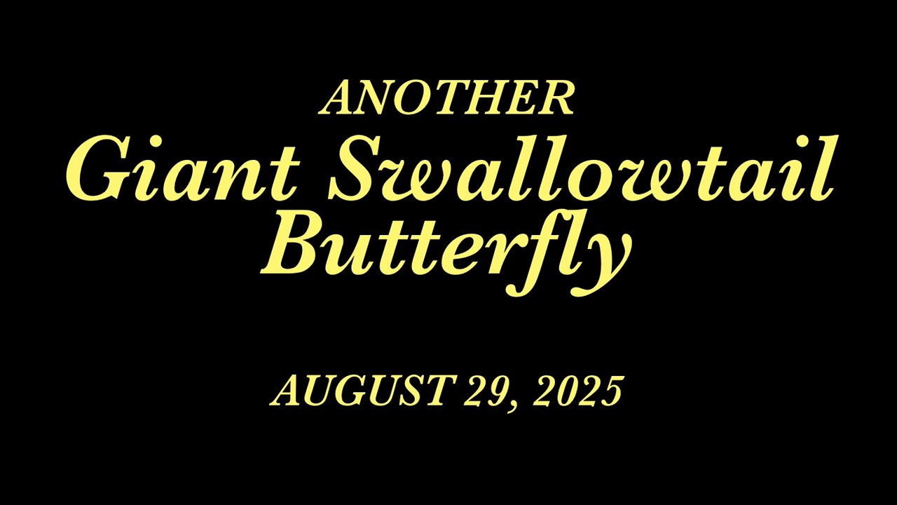 Another Giant Swallowtail Butterfly 2025