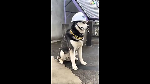 This Pet Has Better Comedy Timing Than Me 😂🐾 | #shorts #funnyanimals