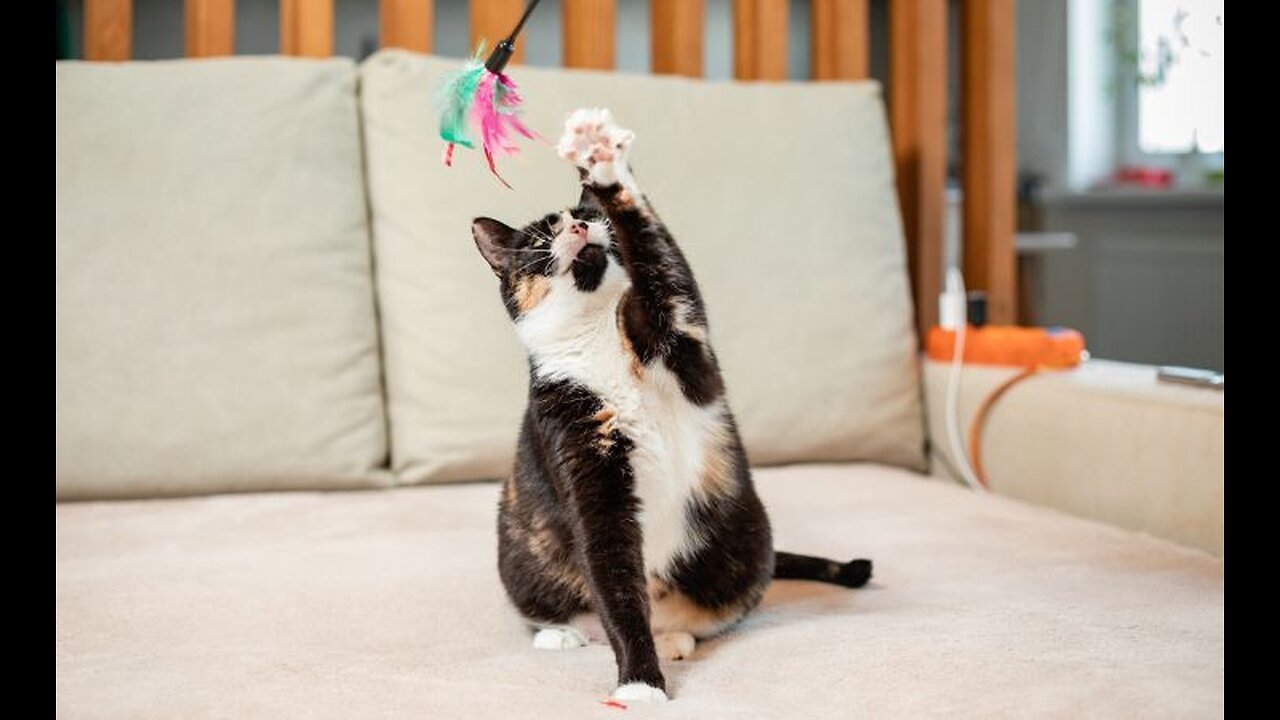Funny and Cute Cats Collection - Part 50
