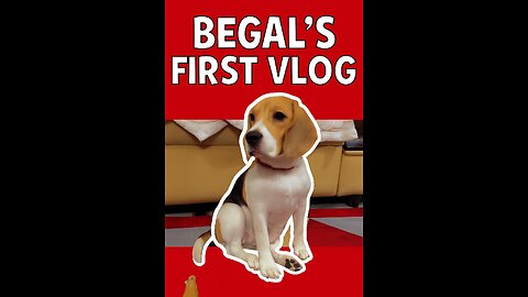 My Cute Pet Begal 🐶 | Funny & Adorable Moments