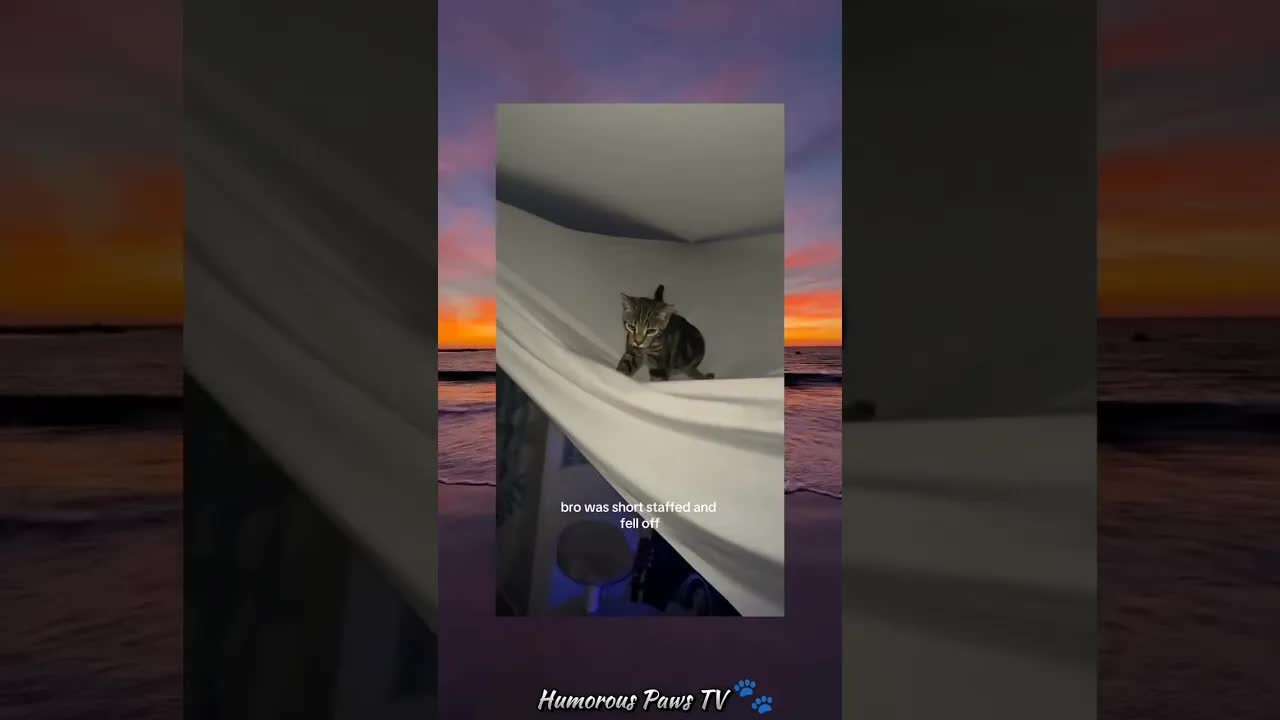 Funny animals 2024😂- Funniest Cats and Dogs Video😹🐶