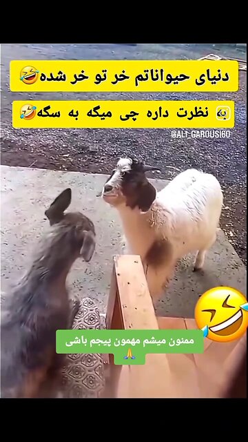 😁😆دنیای حیوانات هم خرتوخره