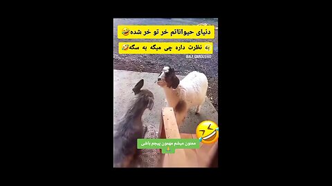 😁😆دنیای حیوانات هم خرتوخره