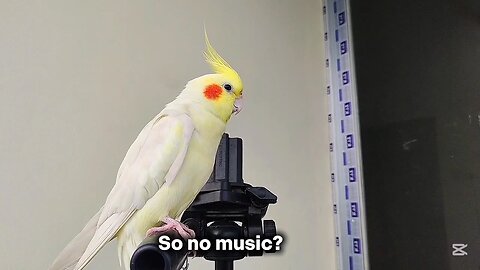 Cockatiel Silent Mood Activated