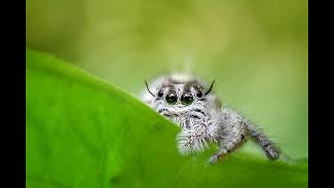 Venomous and poisonous looking spiders are often harmless.