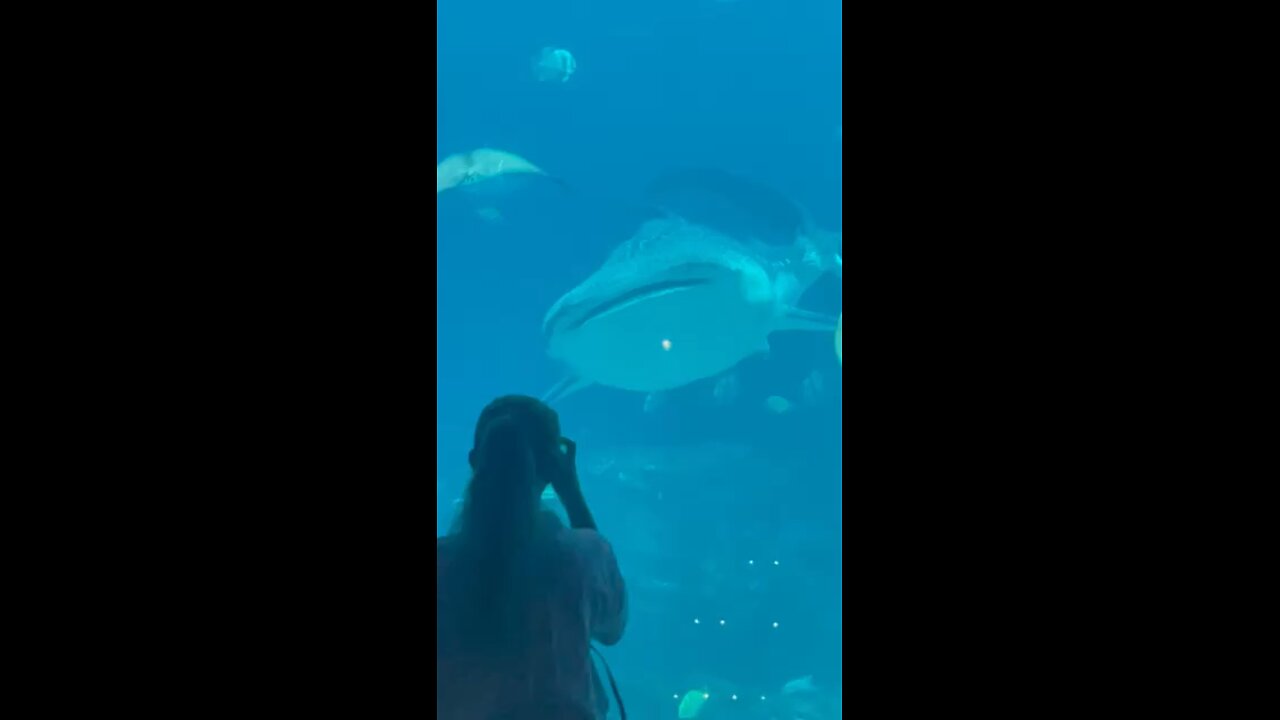 Atlanta, aquarium