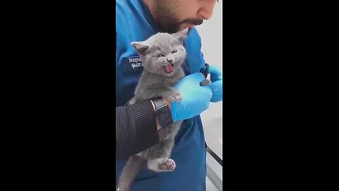 😻😽miuw miuw😻😽