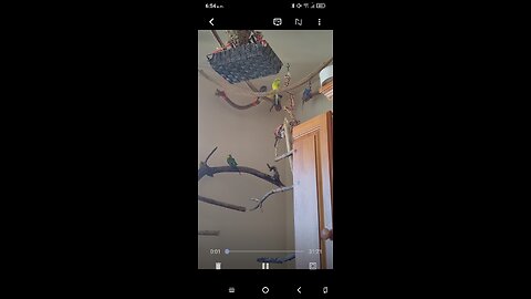 Curious Birds