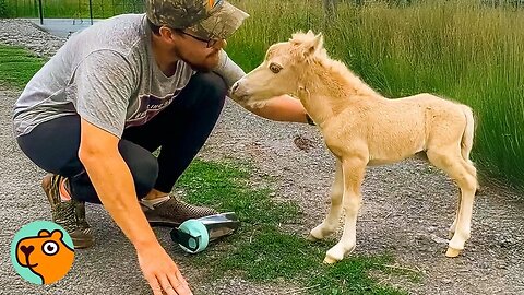 Horse the Size of a Puppy Makes The Whole Farm Laugh | Cuddle Buddies