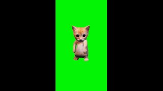 Hit the Quan Cat | Green Screen