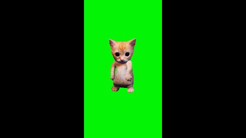 Hit the Quan Cat | Green Screen