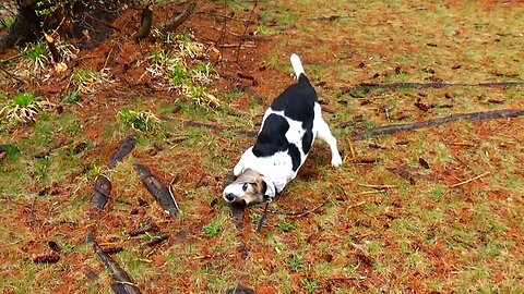 Bandit