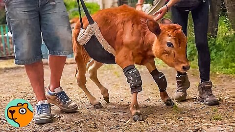 The Tiniest Cow Is Taking Her First Steps Without Help | Cuddle Buddies