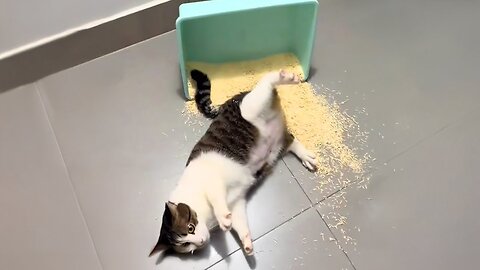 Viral Try Not To Laugh Cats And Dogs Videos 😁 - BEST Funny Animal Videos 2025
