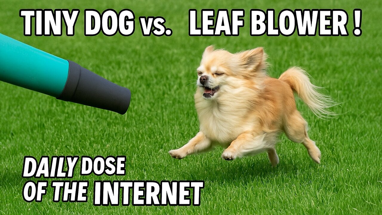Tiny Dog vs. Leaf Blower - Daily Does of The Internet