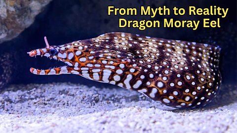 From Myth to Reality: The Dragon Moray Eel