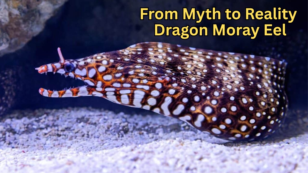 From Myth to Reality: The Dragon Moray Eel