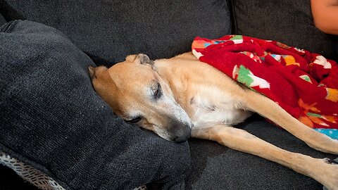 Dogs, cats, and other life have individual souls too! All is one is BS! Pets Afterlife!