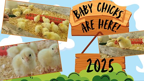 Baby Chicks Are Here! 🐣🐤🐥