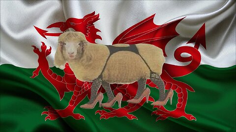 #shaved , #sheep , happy , #welshmen ,