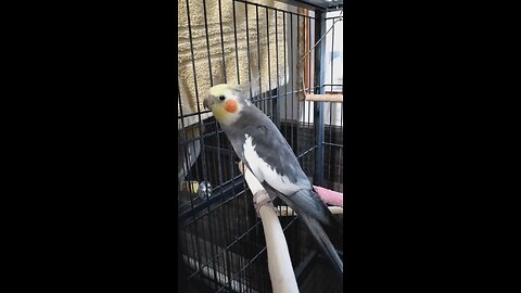 banjo the talking parrot