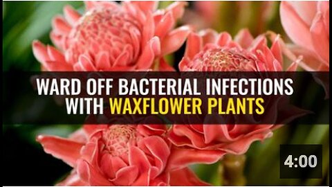 "Using Waxflower Plants to Prevent Bacterial Infections"