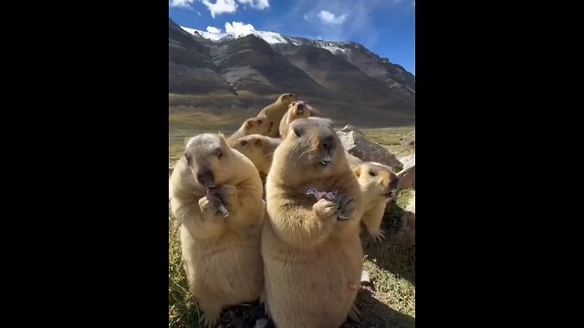Cute & Funny Animals