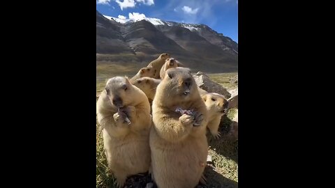 Cute & Funny Animals