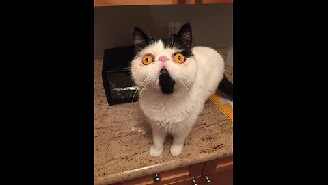funny cat ai
