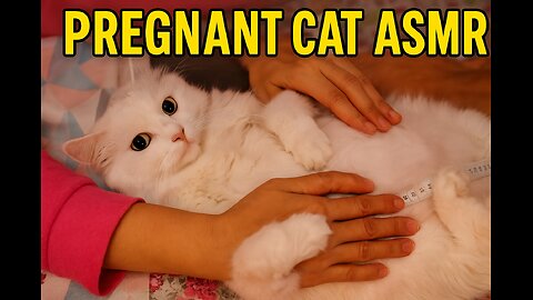 Ultimate Cat Spa Day 🛁 | Full Grooming, Nail Trim, Ear Cleaning & Massage for Cats