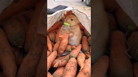 Little rabbit steals carrots. Cute little pet in the countryside. Rabbit. Original by Golden Sun